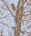 /album/photogallery/cuckoo-shrike-with-owlette-jpg/